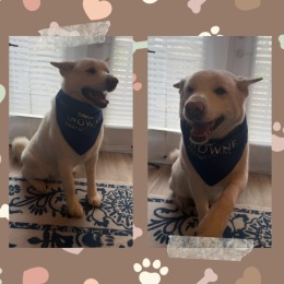 two dogs with bandanas on